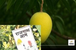 मलिहाबाद में तैयार हुआ ‘राजनाथ मैंगो’, पद्मश्री सम्मानित ‘मैंगो मैन’ हाजी कलीम
उल्लाह खां ने नामकरण की बताई वजह - image