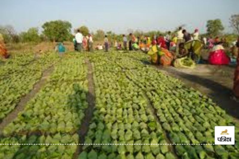 एक सप्ताह में ही लक्ष्य से 70 प्रतिशत तेंदूपत्ता की हो गई खरीदी, आय का मुख्य जरिया..
