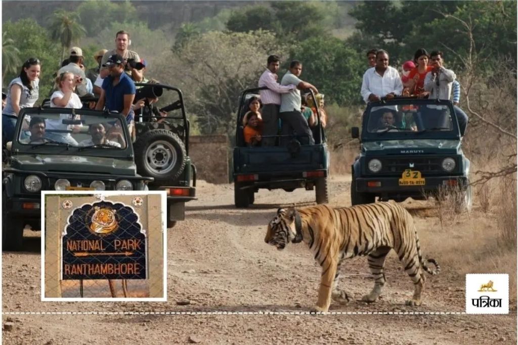 jungle safari