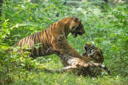 Tiger Reserve: टेरिटरी की जंग में युवा बाघों में बढ़ रहा टकराव, टाइगर रिजर्व में
मानवीय गतिविधियों ने बढ़ाई टेंशन - image