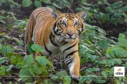 बेटों के सामने पिता को खा गया टाइगर, खेत में पानी लगाने गया था किसान, रास्ते से
खींचकर झाड़ियों में ले गया - image