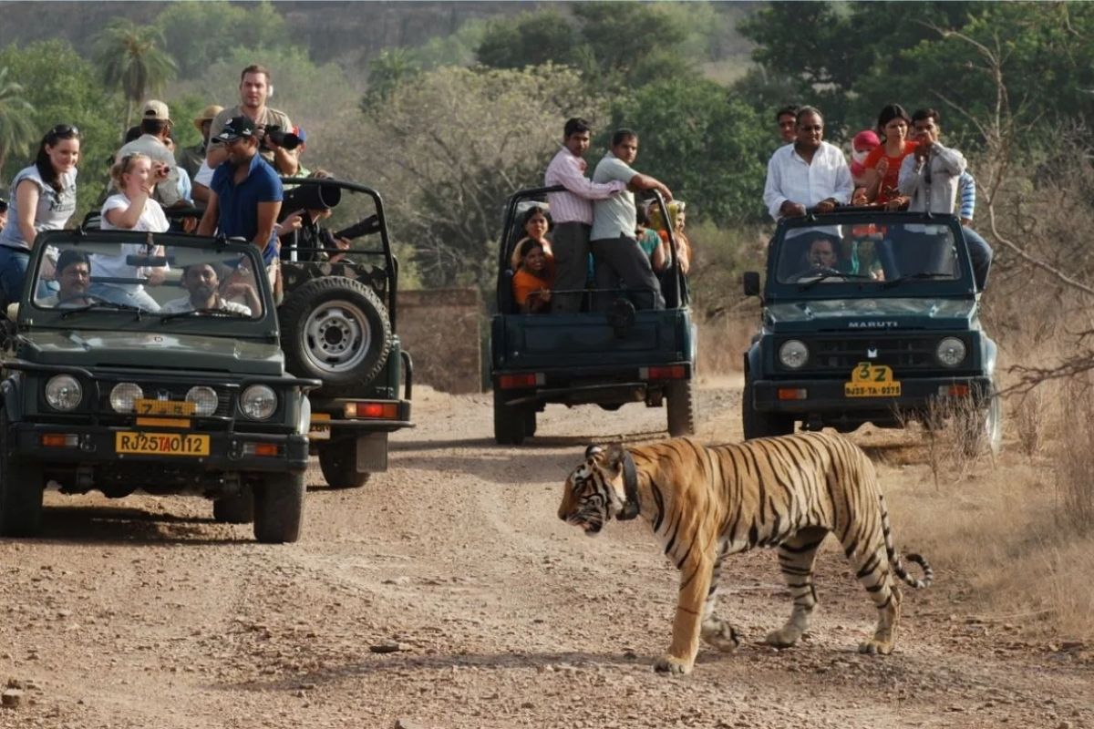 रणथम्भौर टाइगर रिजर्व- पत्रिका फोटो
