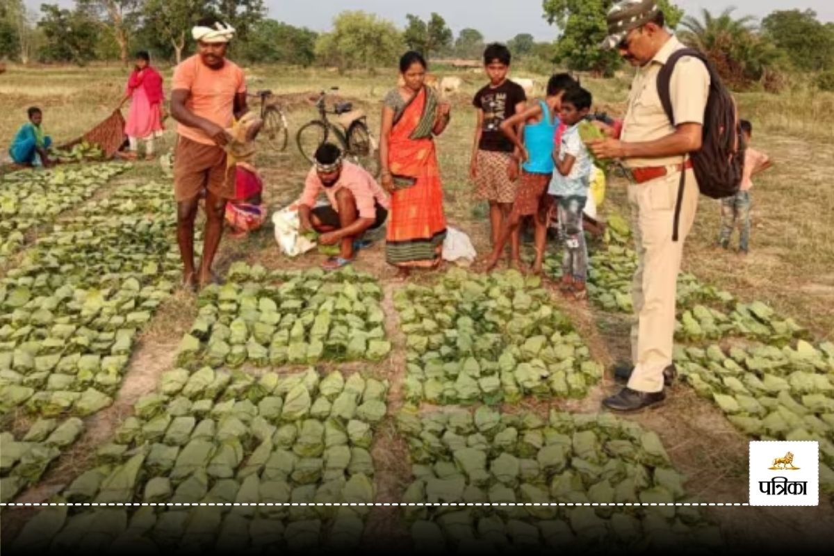 CG News: तेंदूपत्ता प्रोत्साहन राशि वितरण में बड़ी गड़बड़ी, 11 समितियों के
संचालक मंडल हुए भंग, वन अधिकारी सस्पेंड
