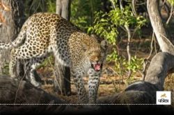 Leopard Attack: 6 साल के बच्चे के गले को पकड़कर ले जा रहा था तेंदुआ, बुआ ने जान
की बाजी लगाकर मासूम को बचाया… - image