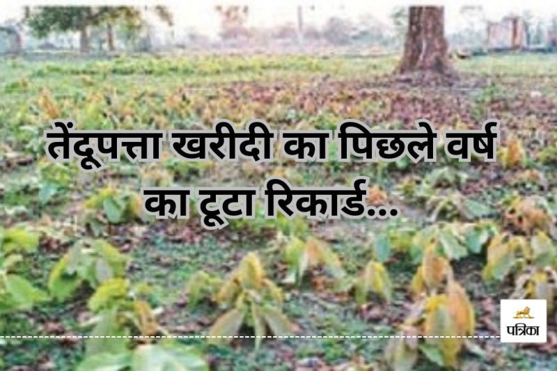 तेंदूपत्ता खरीदी का पिछले वर्ष का टूटा रिकार्ड(photo-patrika)