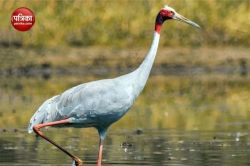 Sarus crane decreasing: राजस्थान में सारस की सांसों पर गहराता जा रहा संकट,
दिनो-दिन घट रही संख्या - image
