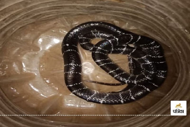 जहरीले करैत (फोटो सोर्स - पत्रिका)