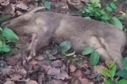 CG Boar Death: कार की टक्कर से जंगली सुअर की मौत, ड्राइवर भी घायल… - image