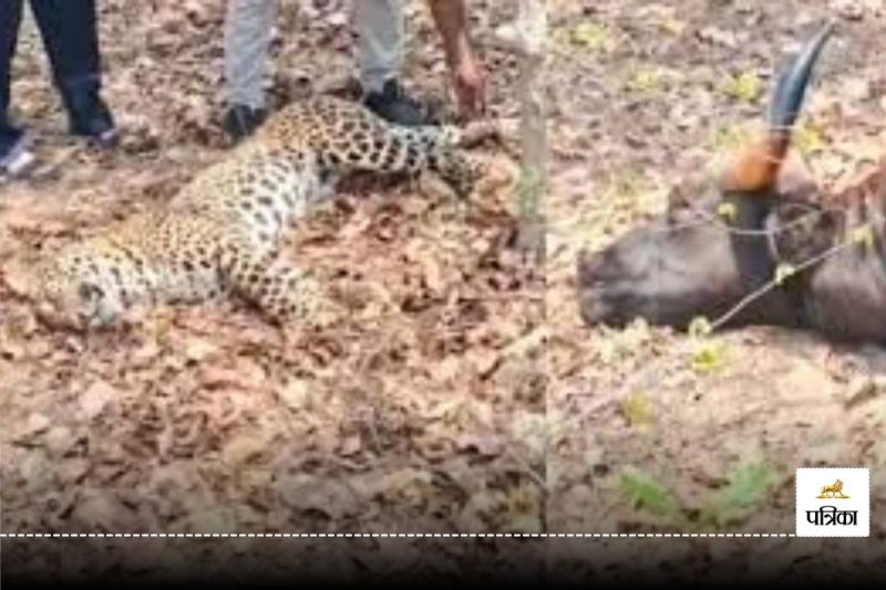 जानवरों से ज्यादा वन्यजीवों की मौत! करंट के जाल में फंसकर पांच साल में 19 की गई जान, जानें वजह...