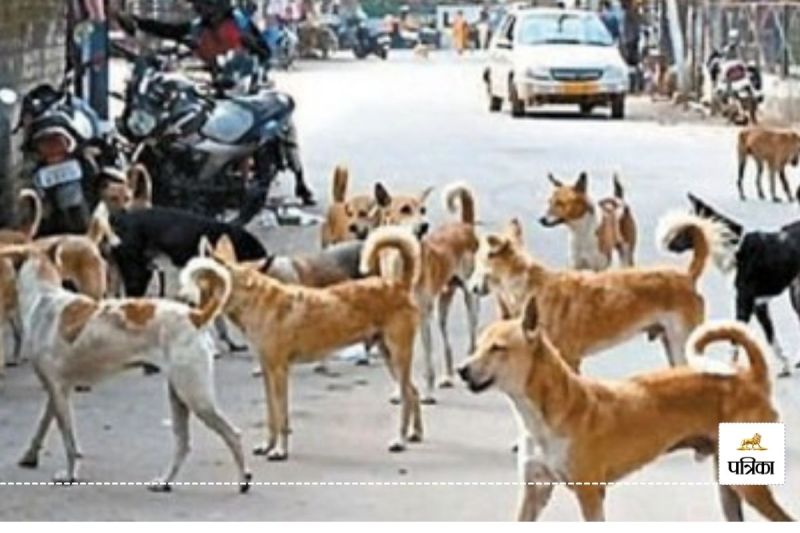 4 महीने में 886 लोगों को कुत्तों ने काटा (फोटो- पत्रिका)