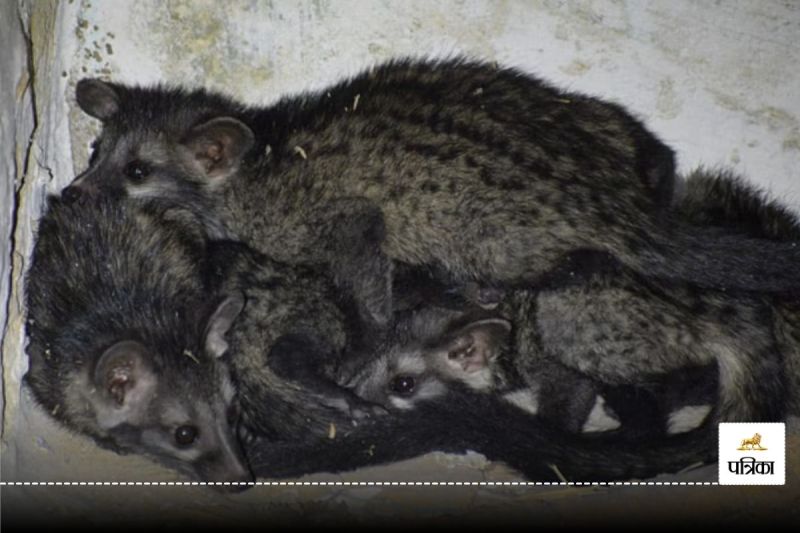 CG News: इस गांव में मिला एलियन की तरह दिखने वाला जानवर, किसान के घर में छिपा था, देश में सबसे दुर्लभ प्रजाति