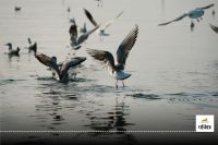 साइबेरियन पक्षी (फोटो सोर्स- unsplash)