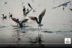 सात समंदर पार कर इस गांव में पहुंचे साइबेरियन पक्षी, लोग बोले – ये हमारे लिए
देवता से कम नहीं… खुशी का माहौल - image