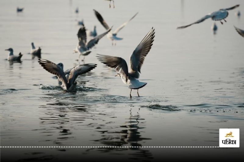 साइबेरियन पक्षी (फोटो सोर्स- unsplash)