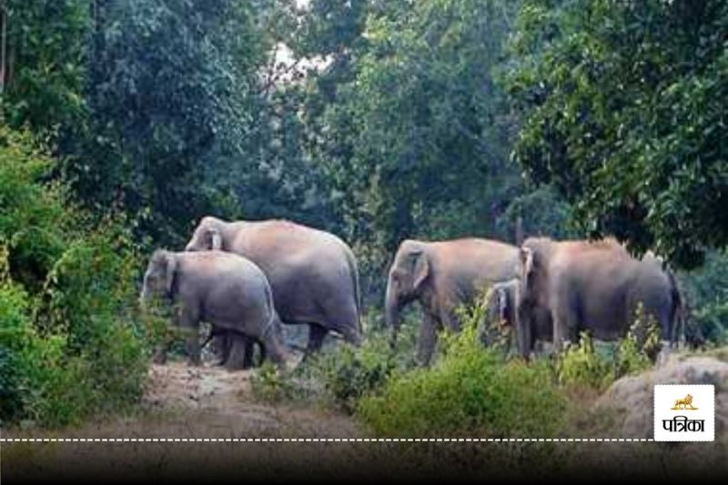 तेंदूपत्ता संग्रहण कर रहे ग्रामीणों पर दंतैल हाथी ने किया हमला, जान बचाकर भाग रहे 3 घायल… अलग-अलग दल में कर रहे विचरण
