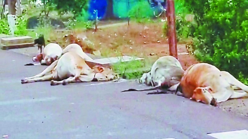 तेज रफ्तार अज्ञात वाहन ने जिला मुख्यालय के नेशनल हाइवे मार्ग में कृष्णकुंज के पास सड़क पर बैठे मवेशियों के झुंड के ऊपर ही वाहन चला दिया। इस घटना में आठ गौवंश की मौत हो गई और कुछ गौवंश घायल हो गए।