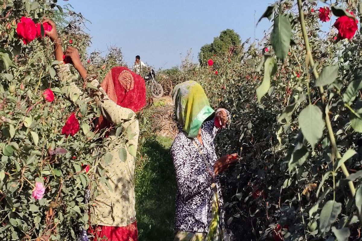 गुलाब की खेती ने बदली किसानों की किस्मत