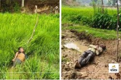 Big incident: Video: फसल को मवेशियों से बचाने लगा रखा था करंट प्रवाहित तार, चपेट
में आकर 2 युवकों की मौत - image