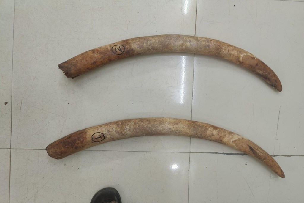 Ivory smuggling