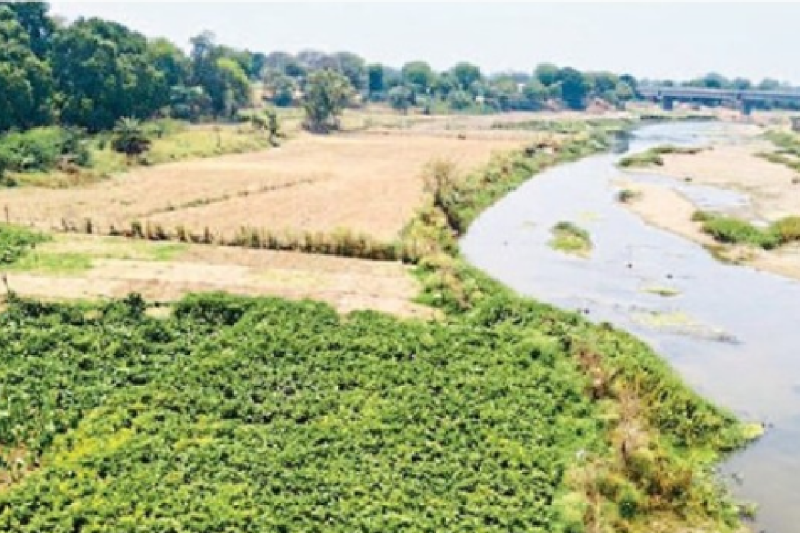 Pahuj river which fulfills the water needs of thousands people of datia is now become a site of illegal farming and encroachment by Dabangs