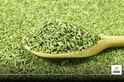 Fennel Seeds: खाने के बाद सौंफ क्यों चबाना चाहिए? जानिए इसके फायदे और नुकसान - image