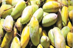 CG News: बाजार में आम की आवक… दशहरी, चौसा और लंगड़ा के दाम अभी कम - image