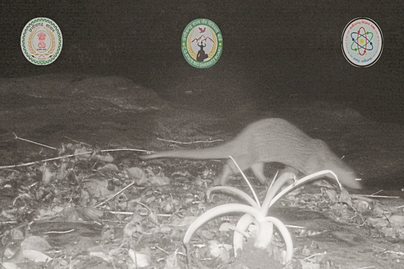 CG News: पहली बार टाइगर रिजर्व में दिखा दुर्लभ ‘यूरेशियन ऊदबिलाव’, जानिए क्या है खास?