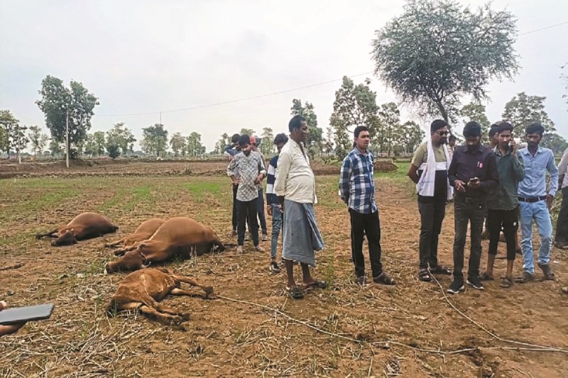 करेंट लगने से सात मवेशियों की हो गई मौत (Photo- Patrika)