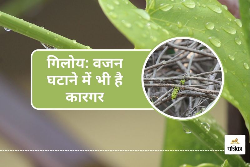 Giloy benefits for weight loss How to use Giloy for belly fat