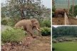 CG News: गिरौदपुरी के आसपास घूम रहे हैं 28 हाथी, हिदायत- करीब न जाएं