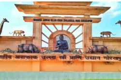 गोरखपुर चिड़ियाघर में एक महीने में चार जानवरों की मौत, सीएम योगी के ड्रीम
प्रोजेक्ट में अनजान वायरस से हड़कंप - image
