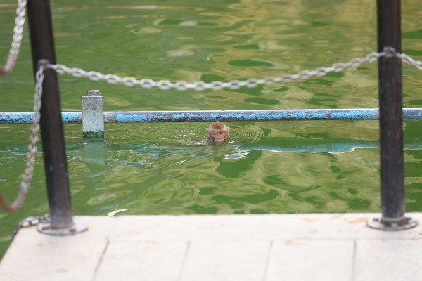 भीषण गर्मी से बचने के लिए बंदरों का झुंड मंदिर परिसर के जलस्रोत में उतर गया। पानी में नहाते, उछलते-कूदते और मस्ती करते बंदरों का दृश्य पर्यटकों और श्रद्धालुओं के लिए आकर्षण का केंद्र बन गया।