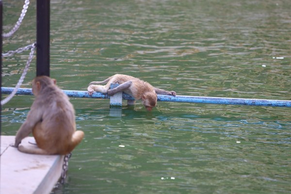 भीषण गर्मी से बचने के लिए बंदरों का झुंड मंदिर परिसर के जलस्रोत में उतर गया। पानी में नहाते, उछलते-कूदते और मस्ती करते बंदरों का दृश्य पर्यटकों और श्रद्धालुओं के लिए आकर्षण का केंद्र बन गया।