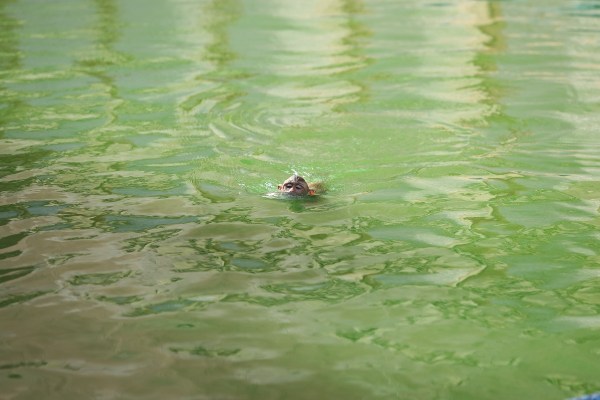 राजस्थान में गर्मी का प्रकोप चरम पर है। भीषण गर्मी ने जन-जीवन को झुलसा कर रख दिया है। राजधानी जयपुर में आसमान से अंगारे बरस रहे हैं।
