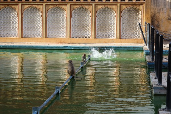 सूरज की तपिश और लू के थपेड़ों से इंसान ही नहीं, जानवर भी बेहाल हैं। ऐसे में जयपुर के प्रसिद्ध गलताजी मंदिर परिसर में स्थित सरोवर बंदरों के लिए राहत का ठिकाना बन गया है।