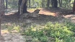 बर्ड फ्लू: बब्बर शेर की मौत, निदेशक ने लिखा डीएम को पत्र, अब पूरे परिसर की कराई
जाएगी फॉगिंग - image