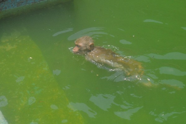 कई बंदर पानी में गोता लगाते दिखे, तो कुछ शांति से किनारे पर बैठकर ठंडक का आनंद लेते नजर आए। गर्मी से बचाव का यह नज़ारा
कई लोगों ने मोबाइल में कैद कर लिया।