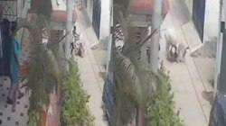 सांड के हमले से अधेड़ की दर्दनाक मौत, बचाने आया भतीजा भी घायल - image