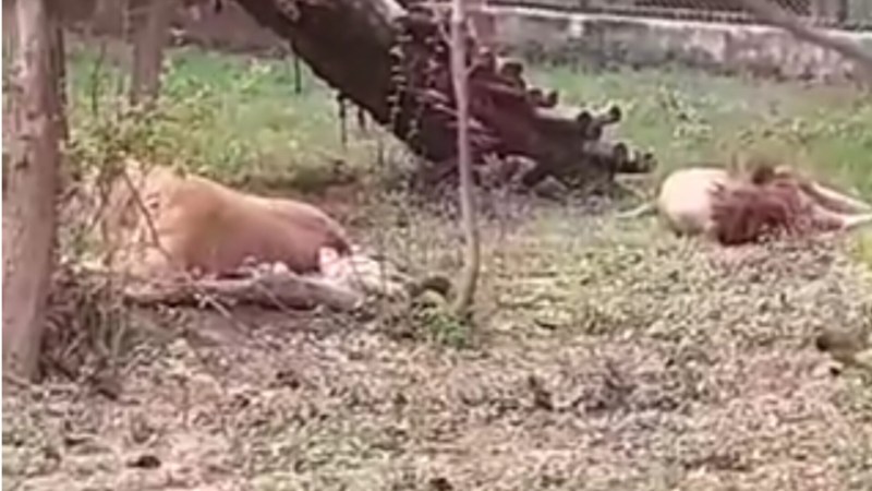 कानपुर चिड़ियाघर किया गया बंद