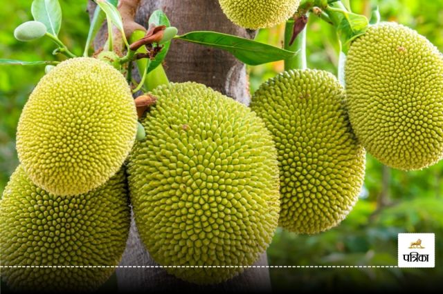 Jackfruit