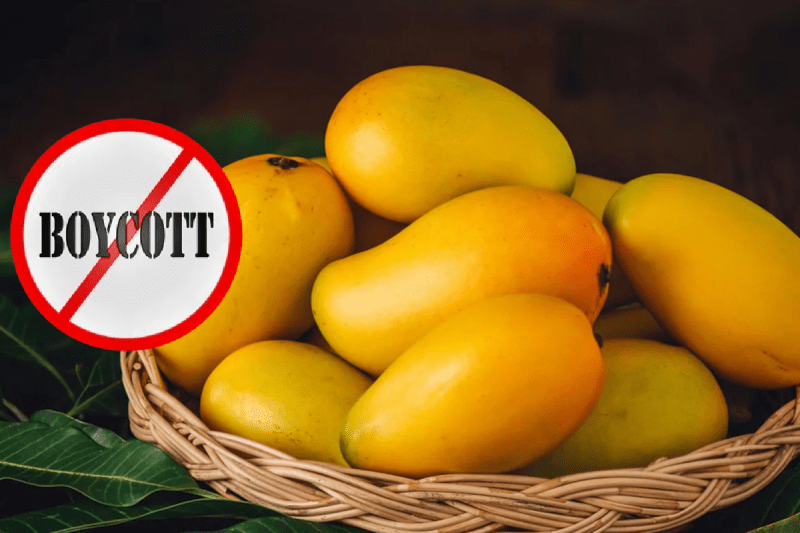 Jawahar Bagh mangoes will not go to Türkiye