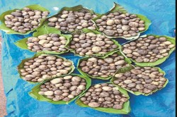 CG News: नौतपा में मिलने लगा बस्तर का बोड़ा, स्थानीय बाजारों में जबरदस्त मांग - image