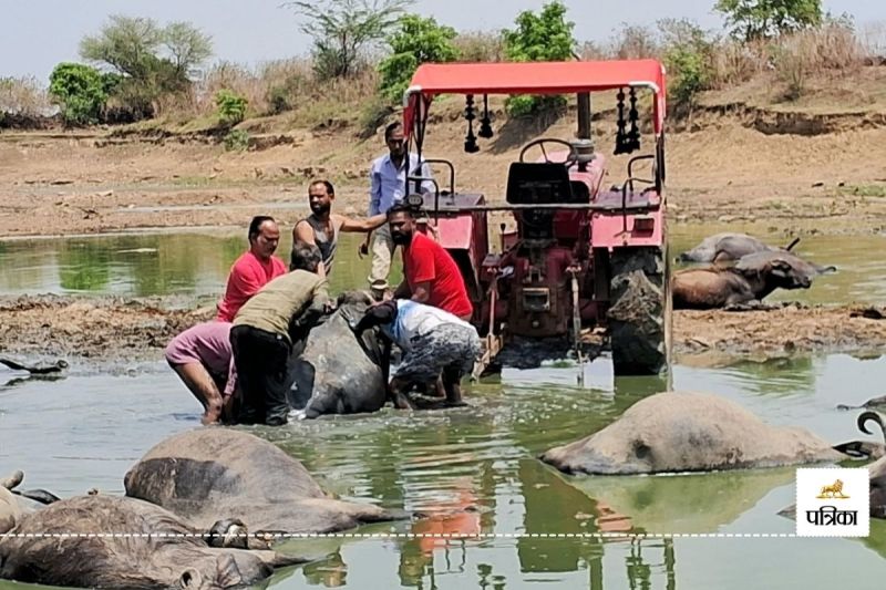 Kota Baran Jalwada 66 Buffaloes Sitting in a Pond Suddenly Died Speechless Cattle Owners Blocked Road know Reason