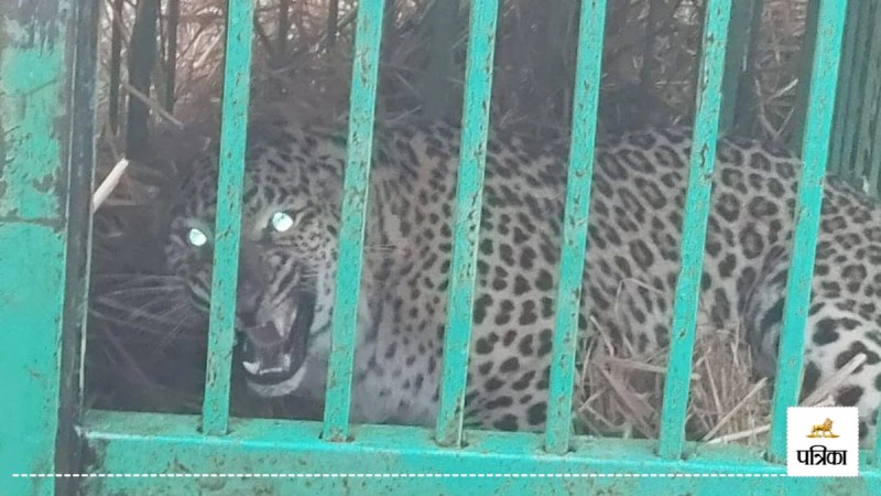 Leopard caught in Moradabad