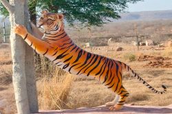 भीमलत में दिखी जंगल के राजा की सुंदर छवि - image