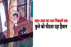 हैवानियत, कुत्ते को डंडे से पीट-पीटकर दी मौत, शव बोरे में भर लगा दी आग, केस दर्ज - image