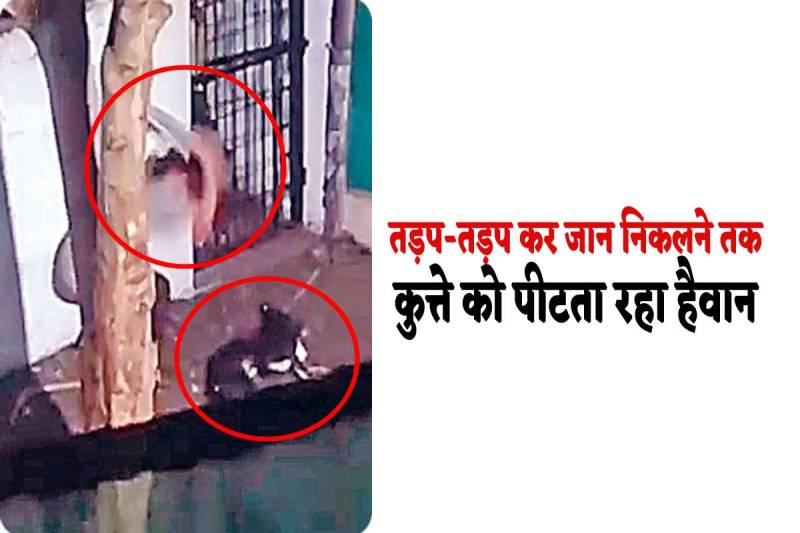 MP News Dog Beating Case