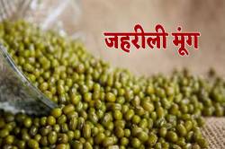जहरीली हुई मूंग, लोगों ने खरीदना किया बंद, एक्सपर्ट ने बताई बड़ी वजह - image