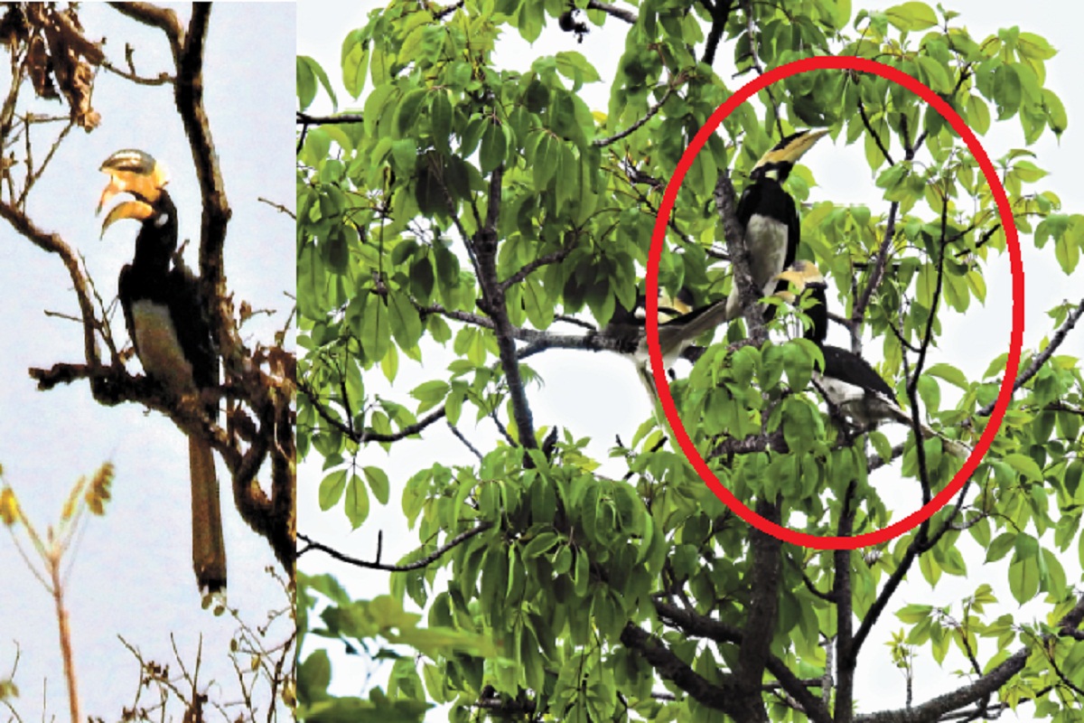 उदंती अभयारण्य में दिखा देश के सबसे दुर्लभ ‘मालाबार धनेश’ पक्षी, मारने या पकड़ने
पर हो सकती है जेल