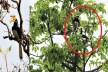 उदंती अभयारण्य में दिखा देश के सबसे दुर्लभ ‘मालाबार धनेश’ पक्षी, मारने या पकड़ने
पर हो सकती है जेल
